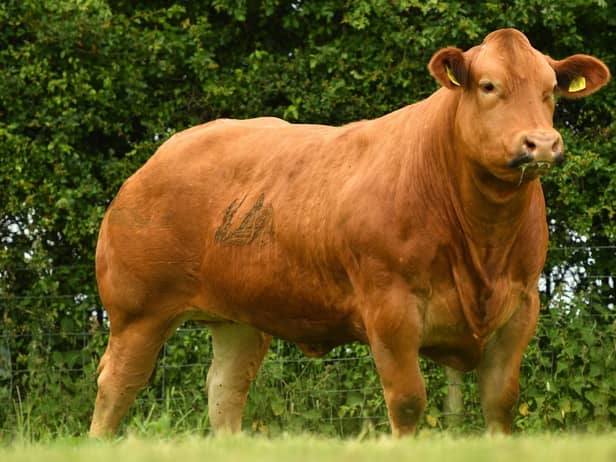 Will it be Lot 10 that is top of your shopping list? A real powerhouse Limousin heifer that was previously shown successfully. One of the best they have ever offered for sale, carries a Limousin heifer calf.