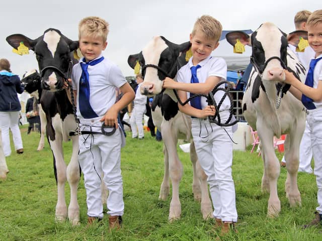 Keen showmen Cody, Dylan and Jamie Paul from the Slatabogie Holstein Herd, Maghera, pictured with their calves at the Randox Antrim Show. Picture: Julie Hazelton