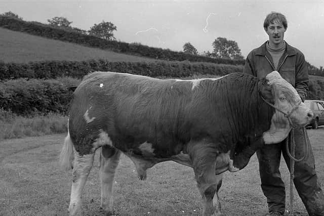 Mr Bob McBride from Crossgar with Goshen Liam, which won the first prize in the Simmental calf class at the Saintfield Show in June 1982. Picture: Farming Life/News Letter archives