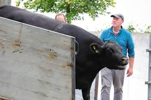 Gigginstown House Angus, one of Ireland’s leading pedigree Angus herds, last week welcomed the arrival of 21 cattle, recently purchased at the Shadwell Angus dispersal sale in England.