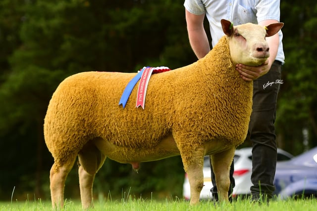 Champion Ram at the Dungannon Charollais Sheep premier Show and Sale shown by McConnell Brothers which sold for 4500gns