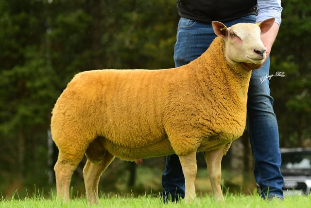 Graham Foster Ram lamb Reserve Champion at Charollais Sheep Premier Show and Sale at Dungannon sold for 1000gns