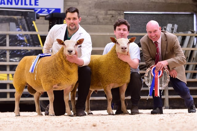 Stephen McConnell and Graham Foster Champion  and Reserve Champion at the Charollais Sheep Premier Show and sale with Judge Charles Sercombe