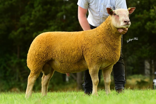 Hollylodge Ram shown by McConnell Brothers sold for 1400gns