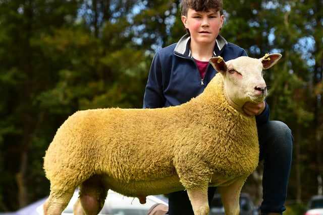 Philip Crawford with his Ram lamb at Dungannon Charollais Premier which sold for 1400gns