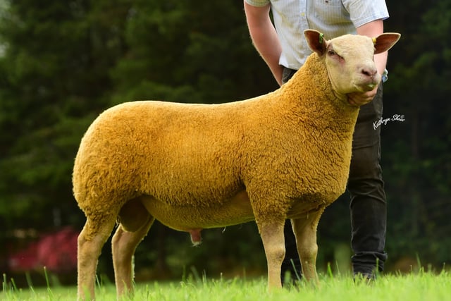 Ram shown by McConnell Brothers at Charollais Sheep Premier at Dungannon Market sold for1600gns