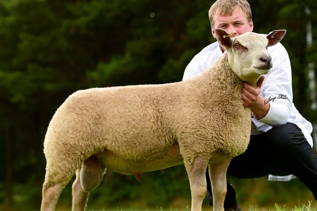 Ram lamb shown by Craig Cowan, Fivemiletown at the Charollais Sheep Premier Show and sale,sold for 2200gns