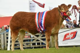 Balmoral Show Champion 2022 selected for the sale. Image: Agri Images/Alfie Shaw