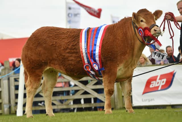 Balmoral Show Champion 2022 selected for the sale. Image: Agri Images/Alfie Shaw