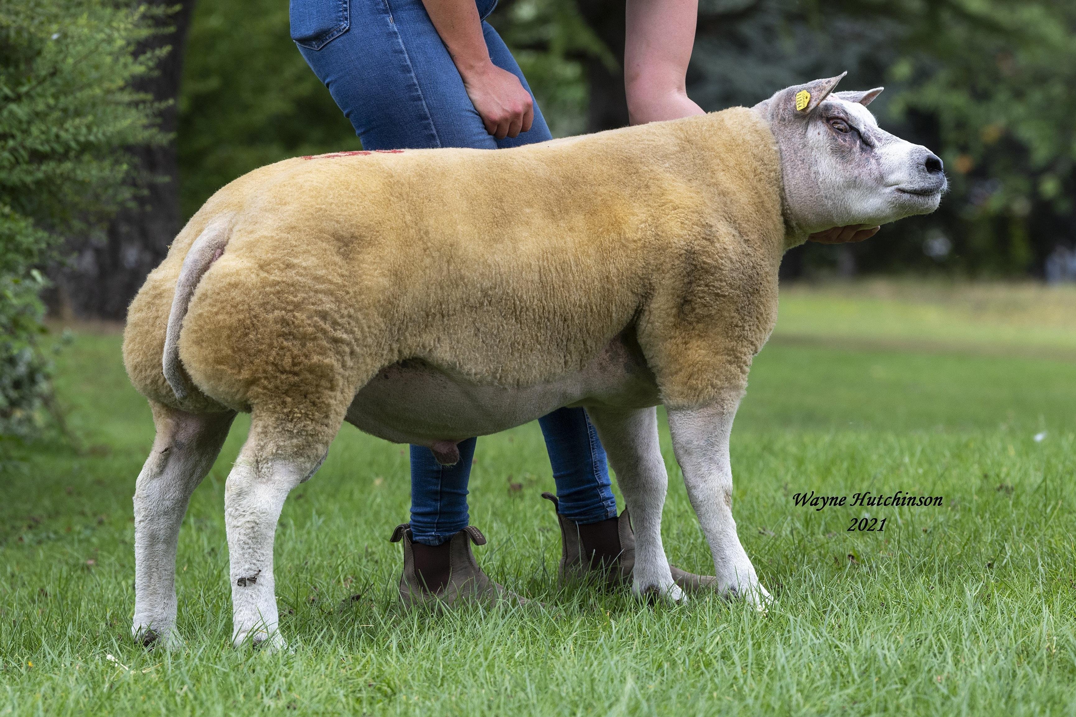 Beltex Sheep Society Latest News | Farming Life
