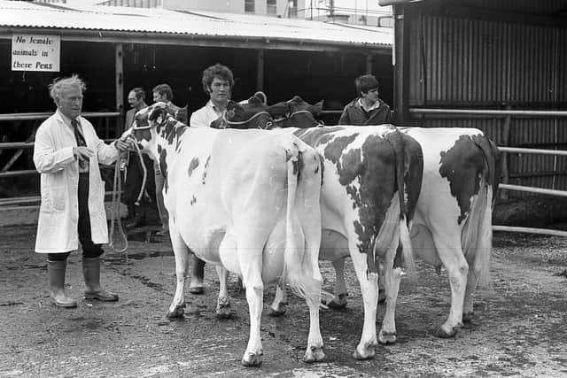 Mr Jack Liggett from Tandragee, Co Armagh, with his champion group of Ayrshires at the Enniskillen (Fermanagh) Show in August 1982. Picture: Farming Life/News Letter archives