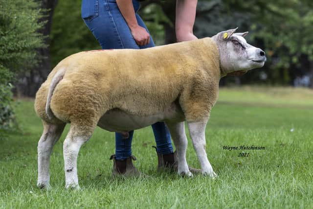 Ardstewart Fred Flintstone from Wade and Alison McCrabbe, Raphoe, was the top Irish price last year at 12,000gns