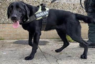 Police Dog Murphy in action.