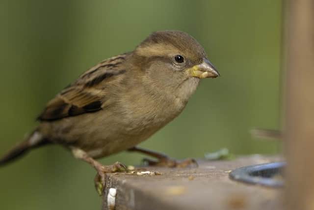 House sparrow, Passer domesticus, female perched on feeder in garden. Co. Durham. October.
