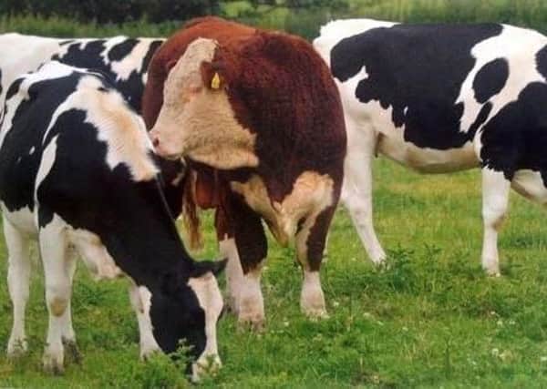 The Hereford Bull is proved to be the perfect choice in the Dairy Herd.