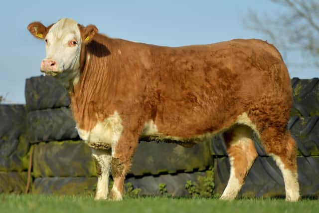 A full online catalogue is available to view right now on jalexlivestock.com and includes all breeding and service information