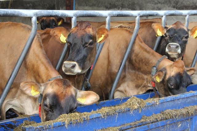 The 120-cow Potterswalls Jersey herd is currently averaging 6,700 litres at 5.7% butterfat and 3.9% protein. Picture: Julie Hazelton