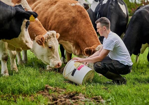 Full length shot of a young male farmer feeding the cows on his dairy farm