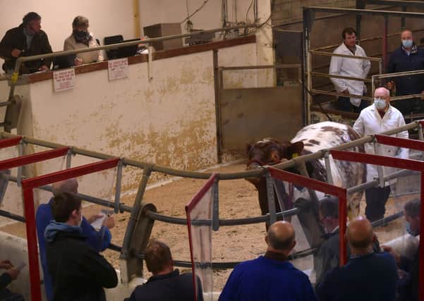 Securing the lead price of 3000 guineas at the Beef Shorthorn sale was this entry from D&E McNulty.