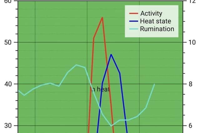 The ‘read out’ on the heat detection system clearly shows cow activity rising sharply and rumination falling indicating that the cow is in heat.