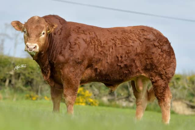 Carnew Ordiscoll sold for 4,500gns in the BLCS June 2020 sale in Ballymena Livestock Market.