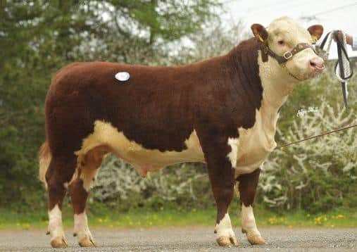 Solpoll 1 Telstar from and John and William McMordie sold well to 3000Gns.