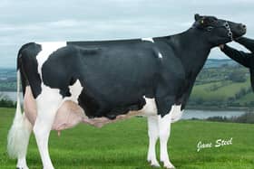 Prehen Goldwyn Froukje LP90 EX94 (4) 49* was nominated Gobal Cow of the Year in 2018. She is third dam of three Prehen bulls catalogued for Kilrea on May 4.
