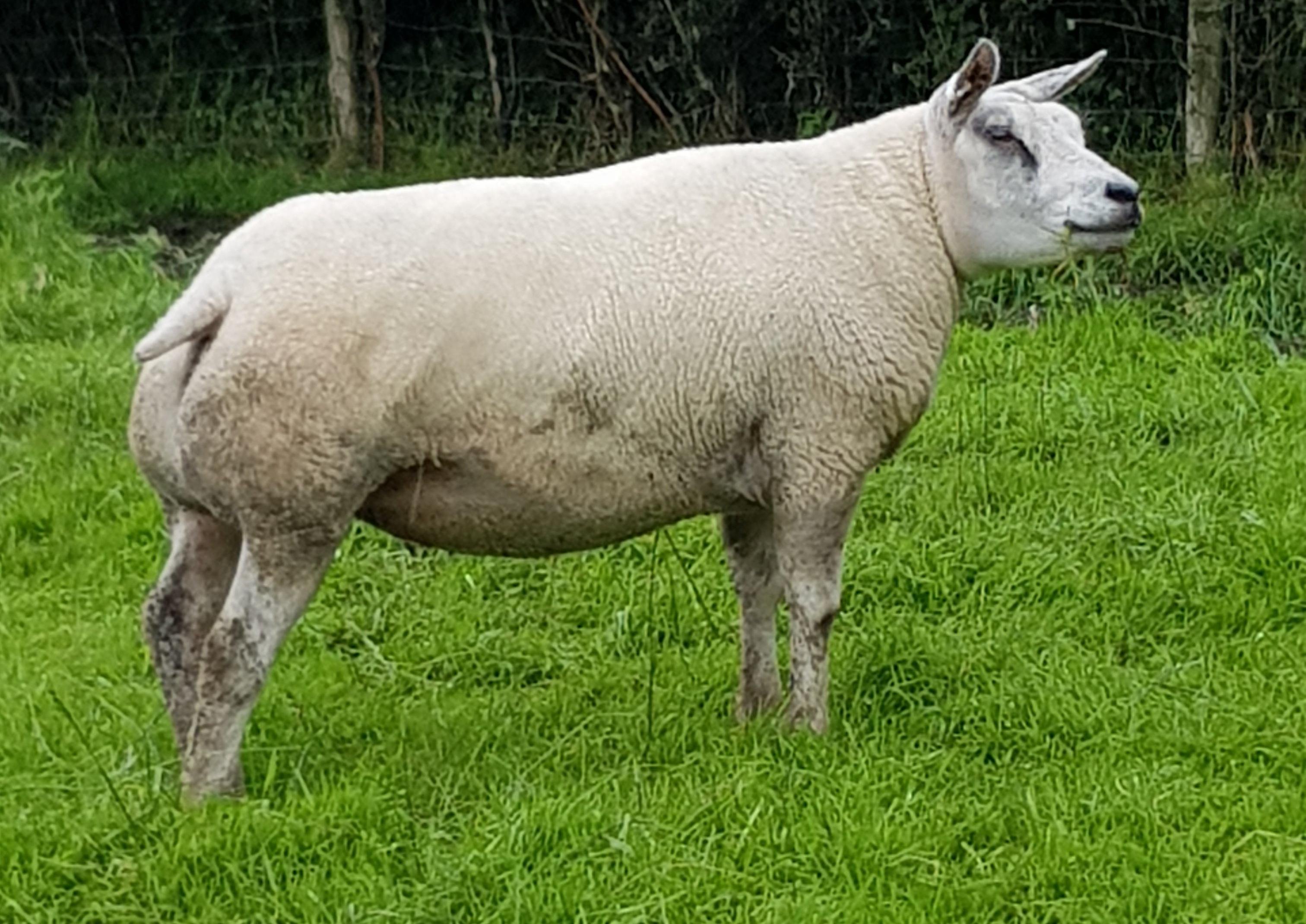 Beltex Sheep Society Latest News | Farming Life