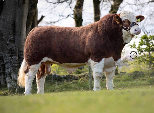 Lisglass Kirk sold privately by Leslie and Christopher Weatherup, Ballyclare, for a £25,000 Northern Ireland Simmental record Picture: Mullagh Photography