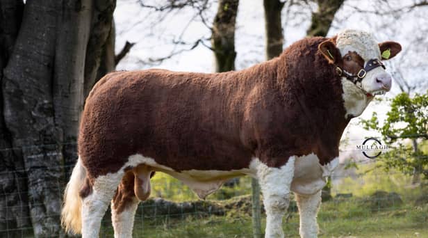 Lisglass Kirk sold privately by Leslie and Christopher Weatherup, Ballyclare, for a £25,000 Northern Ireland Simmental record Picture: Mullagh Photography