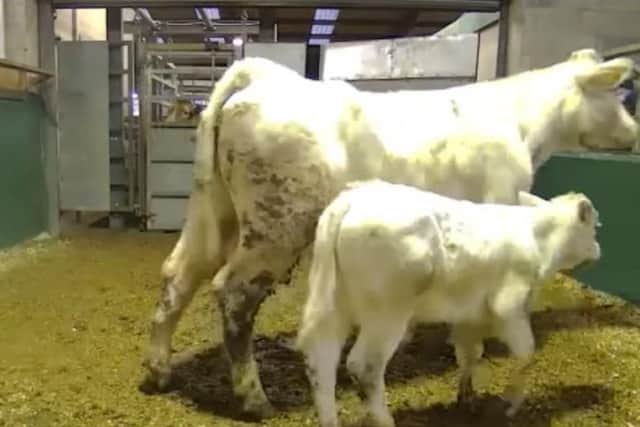 Sale of wintered suckled calves: 335 calves on offer met a superb trade, with the late spring not proving a barrier to prices