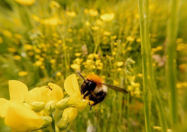 TG4 will air a one-hour documentary on World Bee Day, May 20th at 9.30pm about the internationally acclaimed All Ireland Pollinator Plan and how it is mobilising individuals and communities to reverse pollinator decline across all of Ireland