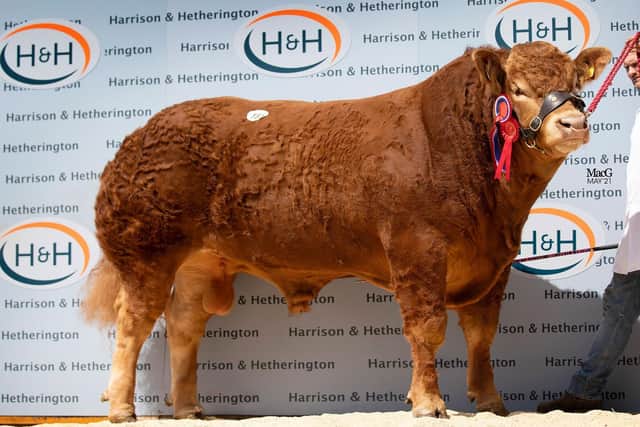 Everpark Partylight-50,000gns
