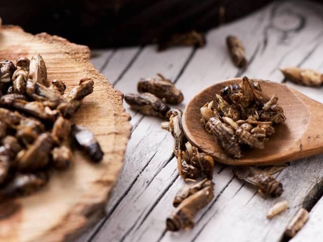 Edible insects show great potential as an environmentally friendly choice for future food systems.