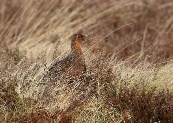 The population of Red Grouse has soared to over ninety pairs in the Glenwherry Hill Regeneration Partnership area thanks to the work of the Irish Grouse Conservation Trust gamekeeper. Application for the 2021/2022 course is via: https://www.cafre.ac.uk/business-courses/introduction-to-gamekeeping/ or search for “Gamekeeping” on the CAFRE website.