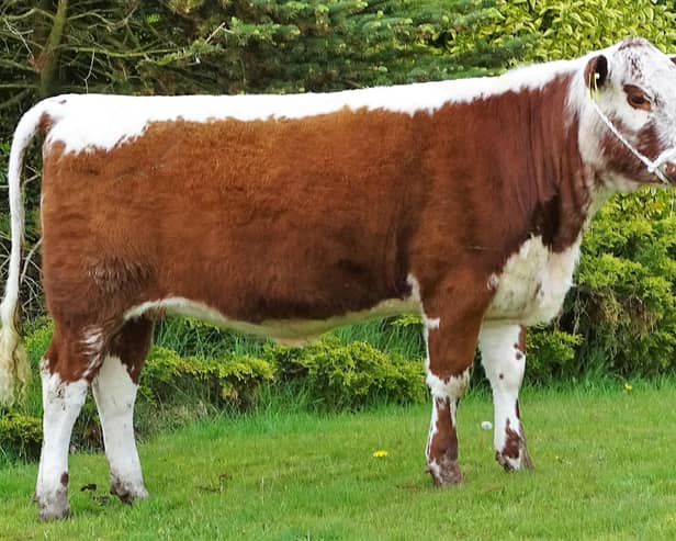 Top priced female Ballyreagh Lily 6737 bred by William Edwards, Tempo, Fermanagh.