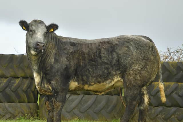 One of the leading prices at the Jalex Select heifer sale was this January ’19 born heifer due in the Autumn to the Limousin bull, which sold for £6000