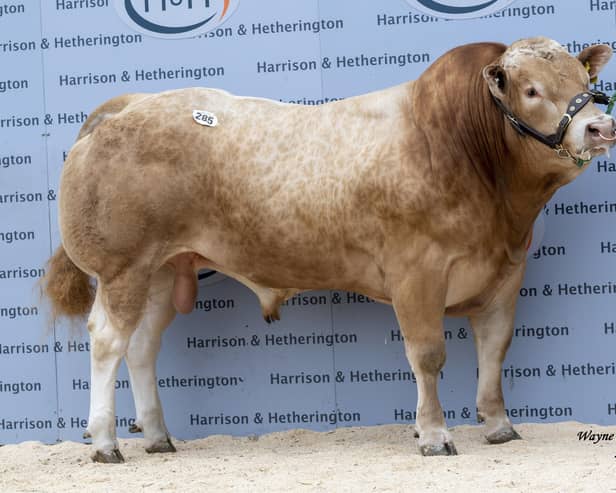 Hallfield Plato - Sold for breed record price of 12,000gns