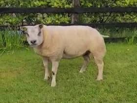 Balmoral Ch KSP.FO45_Moment: The Beltex Virtual Balmoral Show Supreme Champion, Glenpark Fantasia ET, a shearling ewe from Omagh-based Kenny Preston’s Glenpark Flock.
