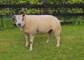 Balmoral Ch KSP.FO45_Moment: The Beltex Virtual Balmoral Show Supreme Champion, Glenpark Fantasia ET, a shearling ewe from Omagh-based Kenny Preston’s Glenpark Flock.