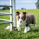 Glynne Jones nine-week-old Pentir Lassie, which set a new world record price of £7,600 for an unbroken pup at Skiptons latest working sheep dog sale