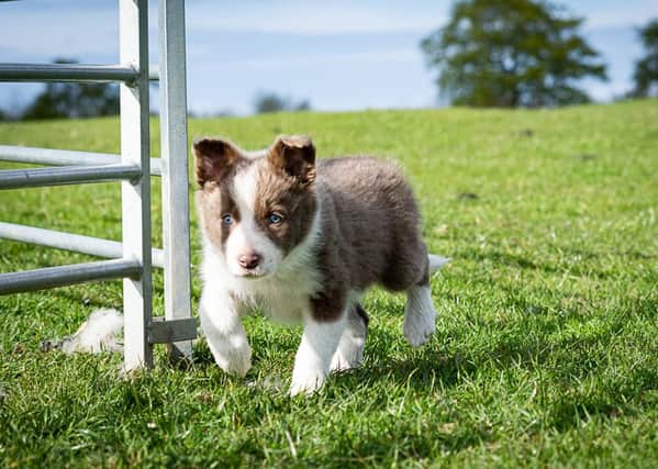 Glynne Jones nine-week-old Pentir Lassie, which set a new world record price of £7,600 for an unbroken pup at Skiptons latest working sheep dog sale