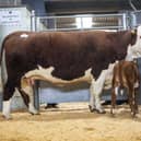 Claxton 1 Countess led the trade at 3,300gns