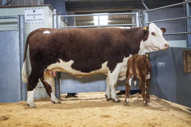 Claxton 1 Countess led the trade at 3,300gns