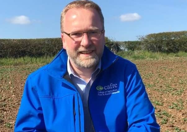 Iain Johnston, CAFRE Crops Adviser, examines the spring bean crop at CAFRE Greenmount Campus.