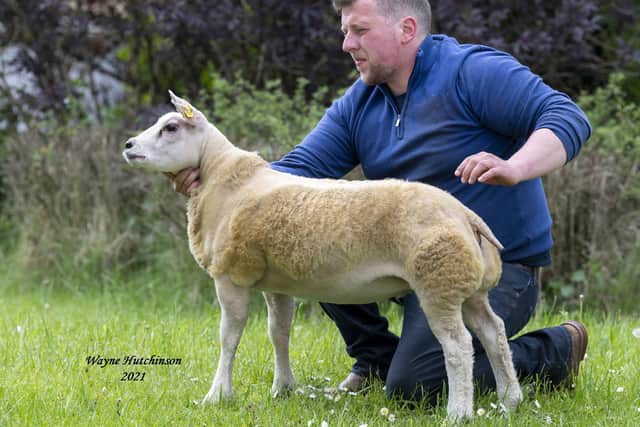 Matthew Burleigh with Matt’s Golden Girl ET which was purchased by the Cornforth family from Tadcaster for 1600gns at the ‘Beltex Belles’ sale in Carlisle.