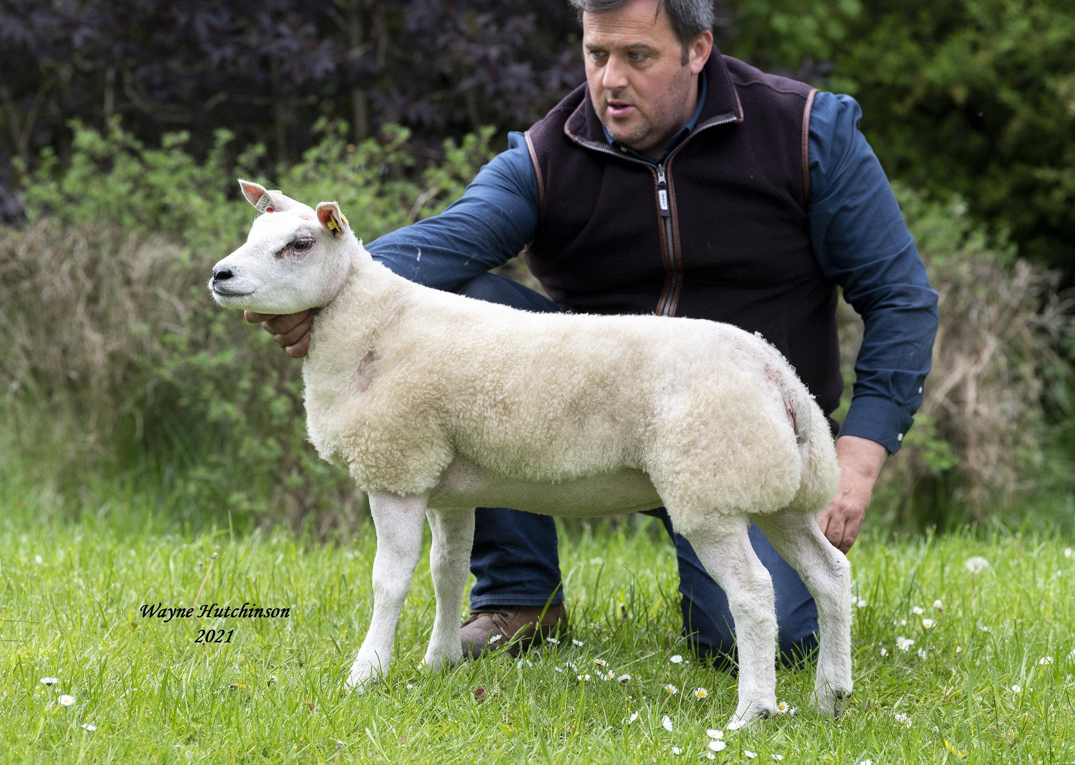 Beltex Sheep Society Latest News | Farming Life