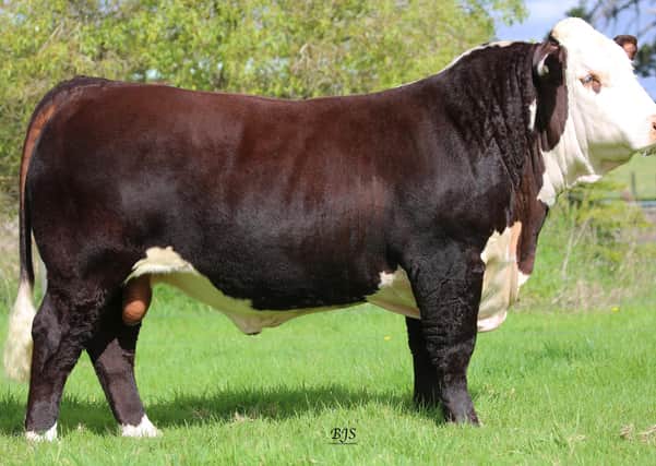 Hereford bull, Mawarra Influential, has been purchased by a syndicate including two UK breeders for AUS$42,000