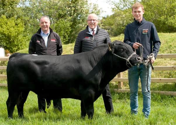 Billy Smith and Peter Eakin of Eakin Bros Motors congratulate Matthew Bloomer on topping the NI Dexter Group Premier Sale at 2,000 guineas with Cadian Billy.