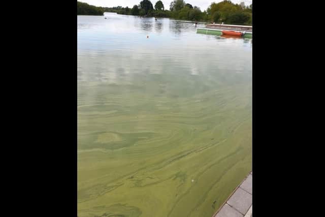 Algae at Craigavon Lakes.
